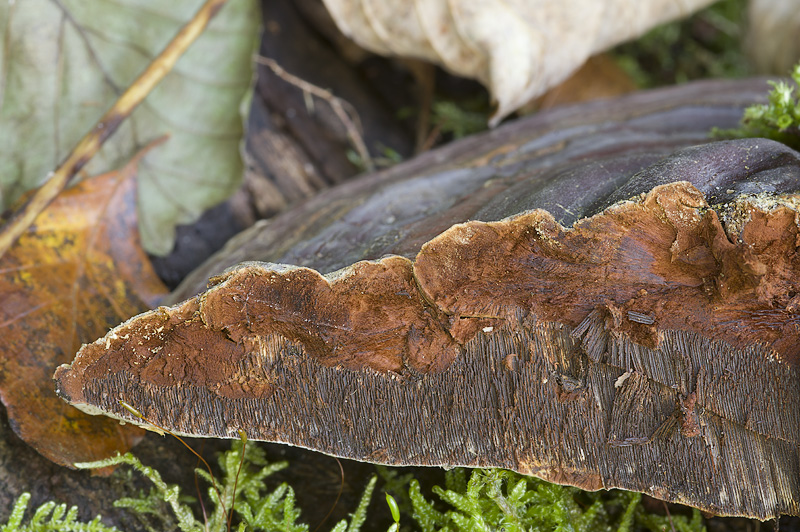 Ganoderma pfeifferi